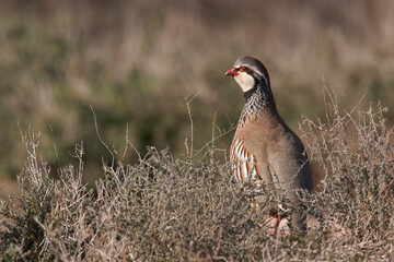 partridge and red partridge