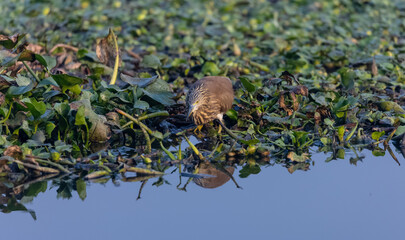 Pond Heron (Ardeola) bird perched near water body.