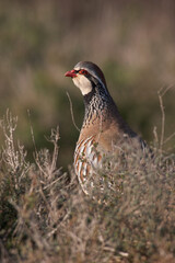 partridge and red partridge