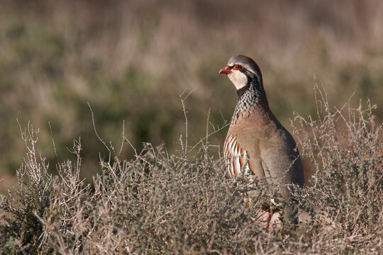 partridge and red partridge