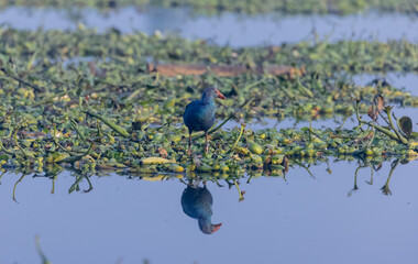 Grey-headed swamphen (Porphyrio poliocephalus) perched near  water body in forest.