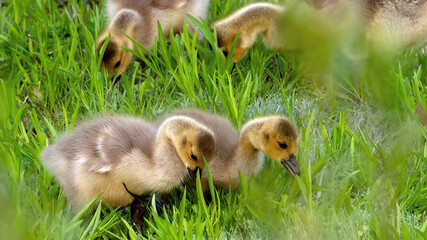 Canada goslings feeding in a grassland
