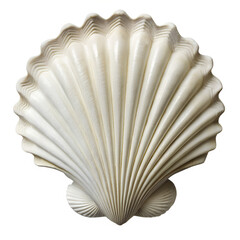 Seashell scallop ocean beach art isolated on transparent background
