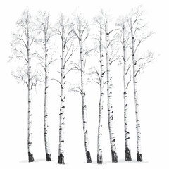 image of a birch grove, water, vector, black and white graphics
