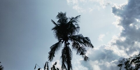 Natural trees evening time caption real live image.jpg