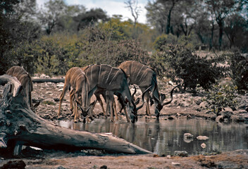 Greater kudu drinking