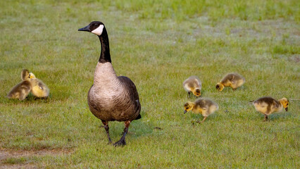 Canada Goose’s family feeding in a grassland