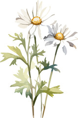 Delicate watercolor illustration of two daisy flowers with foliage.