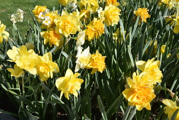 Obraz premium Narcissus pseudonarcissus au printemps au jardin