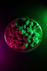 Psychedelic Cannabis under Neon Lights