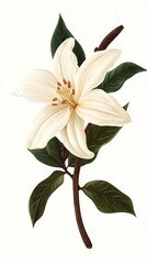 Fototapeta premium A Detailed Botanical Illustration Depicting A Single White Flower