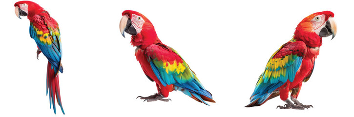 Fototapeta premium Three colorful macaws displaying vibrant feathers in various poses against