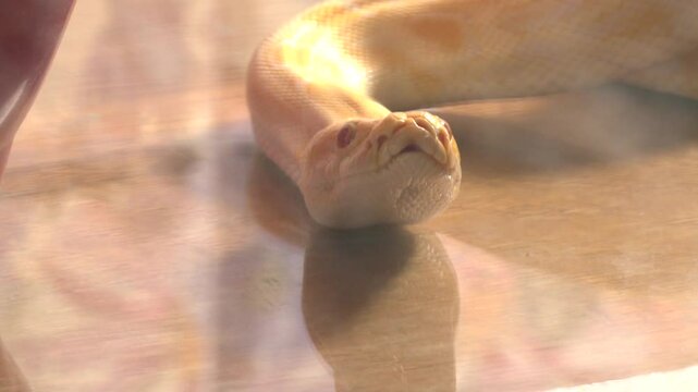 Close-up portrait of an albino tiger python. Tiger Albino python snake
