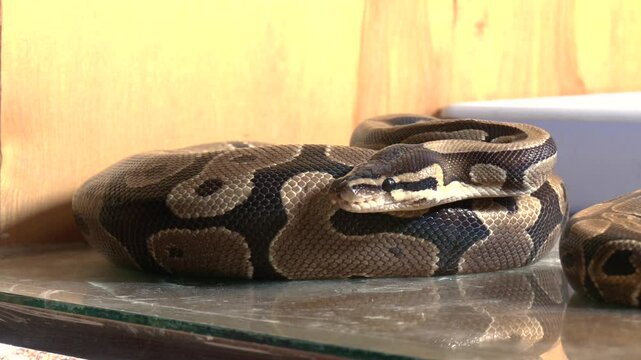 Beauty of snake skin pattern and head, ball python snake, animals closeup.  Ball phyton snake closeup head, Ball phyton snake closeup skin, Ball phyton snake closeup