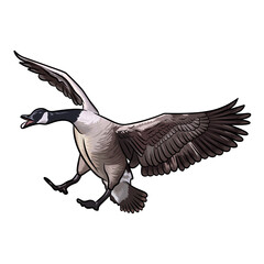 canadian goose duck hunting illustration logo vector image t shirt