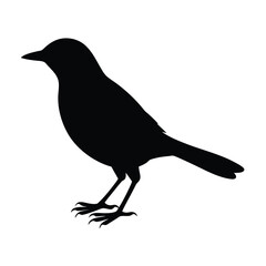 Starling Silhouette Vector Art and Black and White Starling Bird Vector Illustration