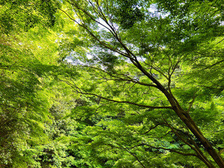 新緑の木々