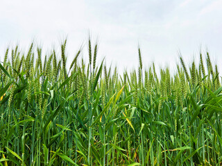 真上に伸びる麦