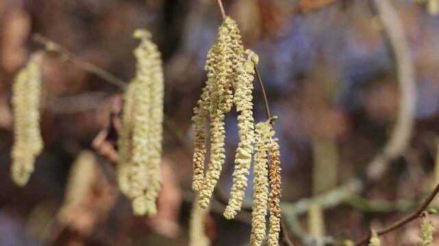 Signs of spring: hazel catkins on a sunny day.