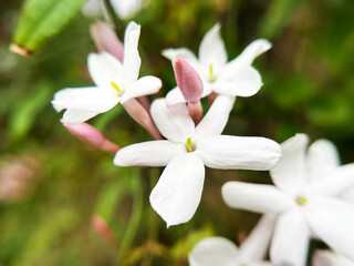 真っ白なジャスミン