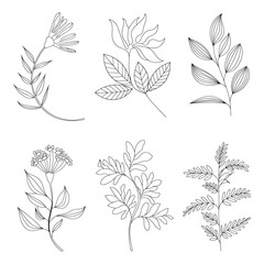Fototapeta premium Collection of hand drawn floral and botanical elements
