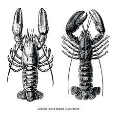 Hand Drawn Lobster Illustration. Engraving Vintage Style