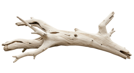 Isolated Driftwood Branch
