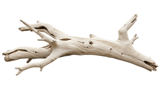 Isolated Driftwood Branch
