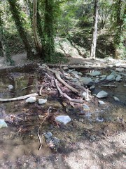 Nature trail with a small stream and fallen branches surrounded by greenery