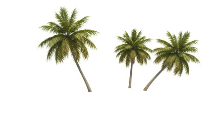 Isolated Coconut Palm Trees
