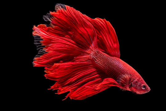 Close-up side view of a Red Betta Fish against a black background