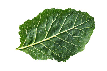 A vibrant green collard leaf isolated on black showcases intricate vein details and rich texture with deep color