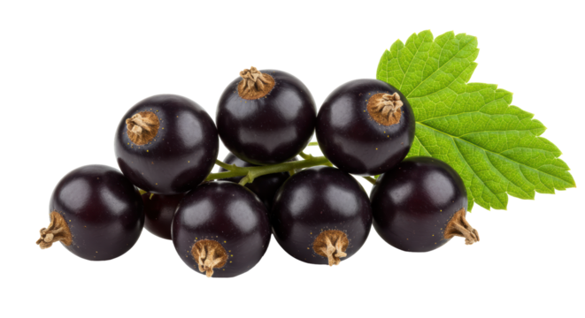 Isolated Black Currants