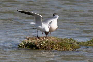 Mouette rieuse, nid,.Chroicocephalus ridibundus, Black headed Gull