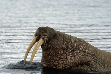 Morse, Odobenus rosmarus, Spitzberg, Svalbard, Norvège
