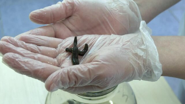 Woman Holding Medicinal leech With Tweezers on Light Blue Background, Closeup.  medical leech on the doctor's gloved hand
