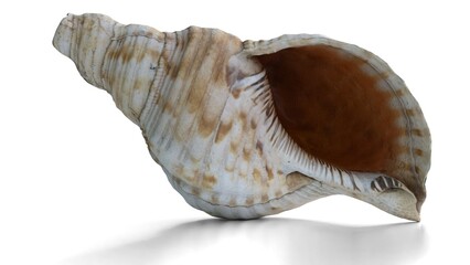 sea shell on white background