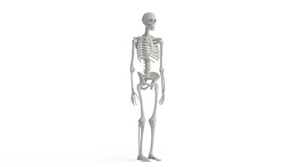 skeleton on white background