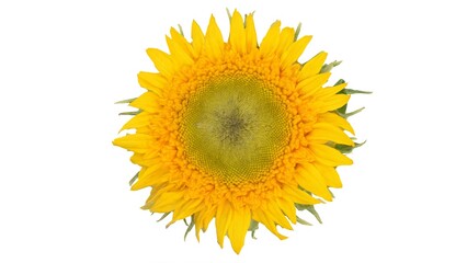 Obraz premium sunflower on white background