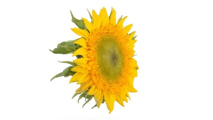 sunflower on white background