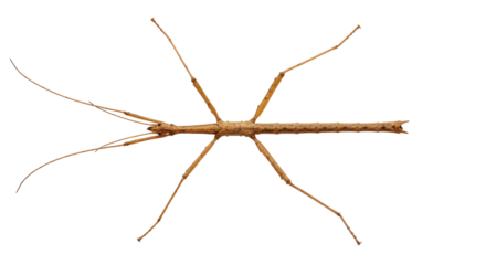 Isolated Stick Insect