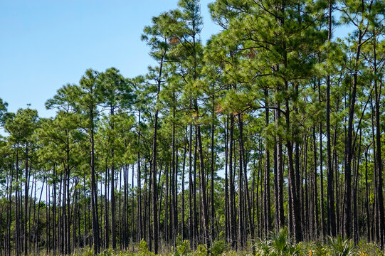 stand of tall trees