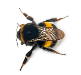 Crawling bumblebee on the white background