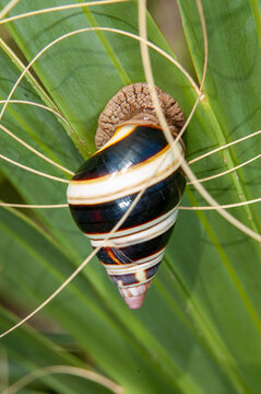 Florida tree snail