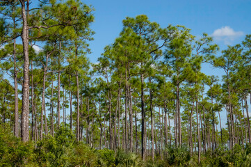longleaf pines