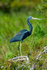 tricolored heron in the field