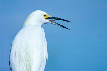 Snowy egret closeup