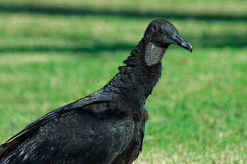 closeup of a black vulture