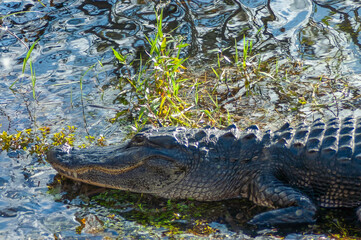 Obraz premium alligator in the everglades