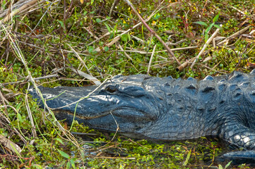 alligator in the everglades